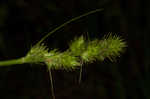 Hammock sedge